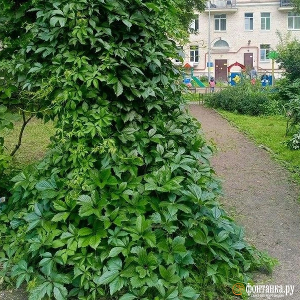 Источник: Ирина Корбат / FONTANKA.RU