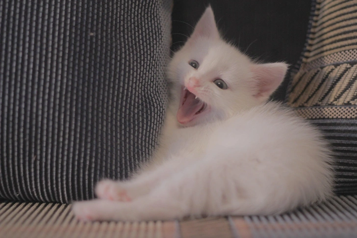 Как живет самая популярная кошка в России: 20 фото, которые вызывают зависть | Источник: личный архив