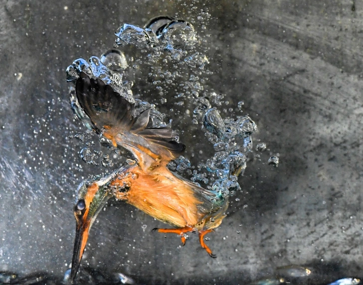 Подводный улов | Источник: Han Bouwmeester/Solent News/Legion-Media.ru