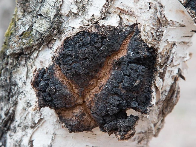 Использование чаги в народной медицине. | Источник: Татьяна Бульонкова / mycology.su