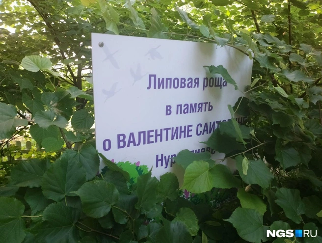 Кто-то за жизнь не посадил ни одного дерева, а Валентин Нургалиев оставил в память о себе рощу | Источник: Рихарда Лем / NGS.RU