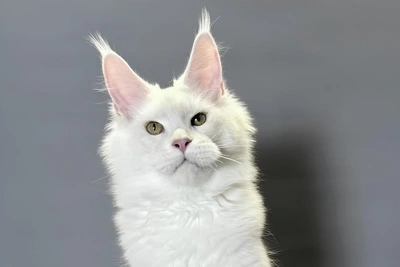 Белый мейн-кун за 150 тыс. рублей в Тюмени