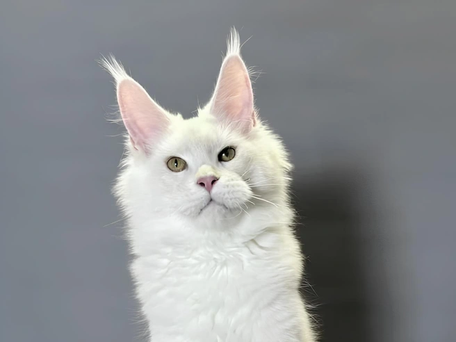 Величественный взгляд выдает аристократа | Источник: Avito.ru