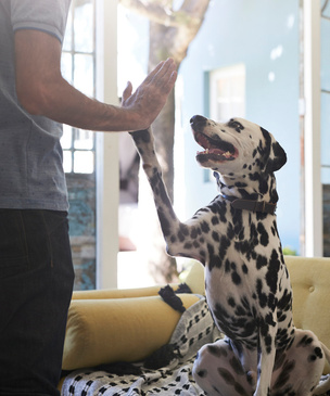 Можно ли научить собаку говорить? Этот эксперимент в Сан-Диего внушает надежду (видео)