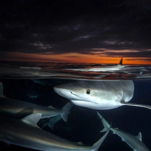 Карибская рифовая акула (Carcharhinus perezii) | Источник: Martin Broen / Shark Photographer of the Year 2025