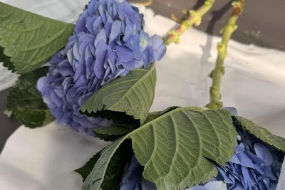 Россельхознадзор задержал зараженные китайские гортензии в Приамурье