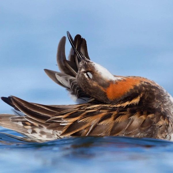 Первое место в номинации «Портрет» | Источник: Saverio Gatto / Bird Photographer of the Year 2018