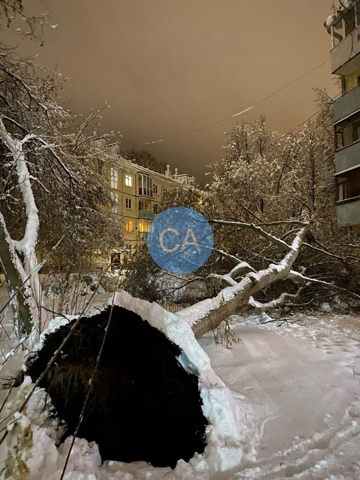 Дерево рухнуло на Морском проспекте, 7а | Источник: Сообщество Академгородка | Новосибирск / Телеграм