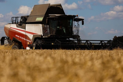 Wheat profitability in Rostov Oblast drops tenfold