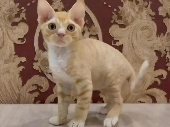 Котенок породы девон-рекс с кудрявой шерстью | Источник: Avito