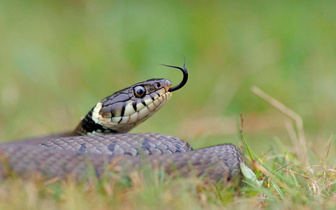 Почему ящерицы и змеи периодически высовывают язык?
