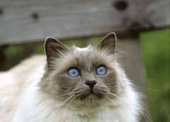 Бирманская кошка: особенности породы и описание характера