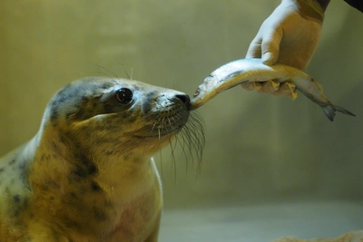 Мурманские депутаты одобрили промысел тюленей