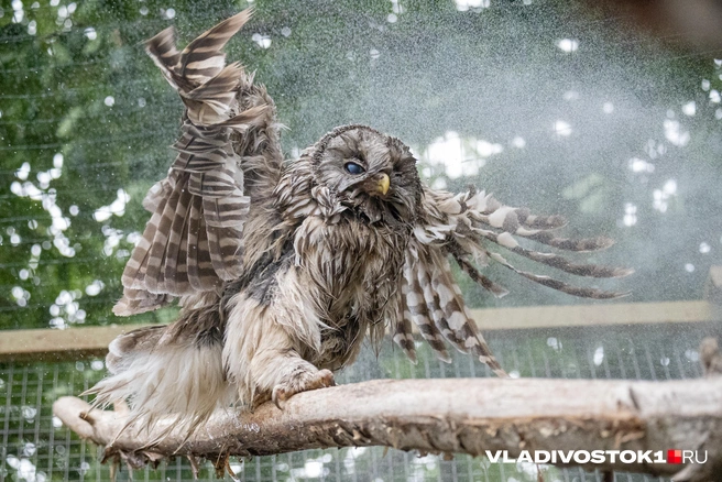 Эту неясыть найти на фото ни у кого не составит труда, но есть феноменальные мастера маскировки, и вот к ним вам придется присмотреться | Источник: Елена Буйвол / VLADIVOSTOK1.RU