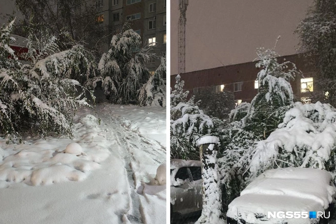 Некоторые деревья пострадали  | Источник: читатель NGS55.RU 