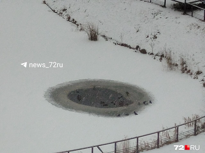 Уточек хочется пожалеть | Источник: Читатель 72.RU