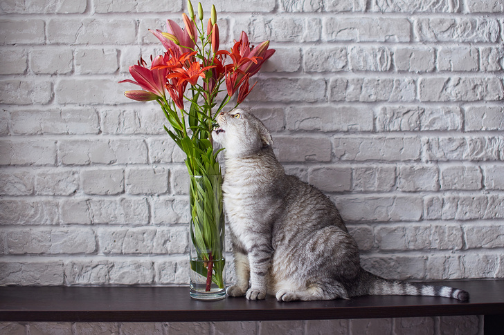 9 популярных цветов, которые смертельно опасны для котов