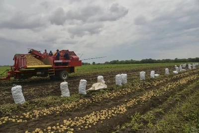 В Саратовской области выросло производство картофеля