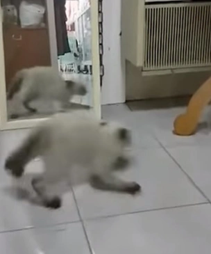 Комичная реакция кошки, когда она видит себя в зеркале (видео)