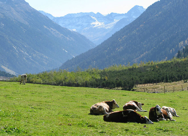 Луг фото для детей