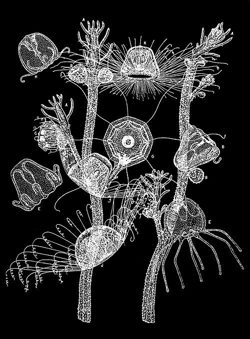 Медуза Turritopsis dohrnii «перезапускает» свой жизненный цикл | Источник: Popular Science Monthly Volume 33, ru.wikipedia.org, общественное достояние 
