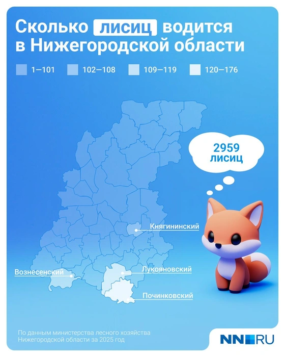 Всего в регионе около трех тысяч лисиц | Источник: Евгения Бикунова / Городские медиа
