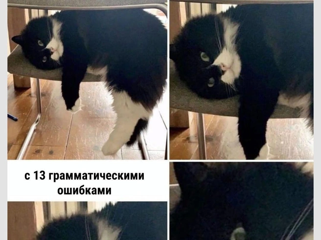 Мяукайте грамотно, пожалуйста | Источник: Городские медиа