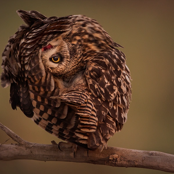 Источник: Mohammad Khorshed / BigPicture 2015