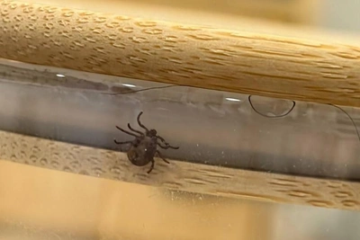 В Тюмени отмечены первые случаи укусов клещей