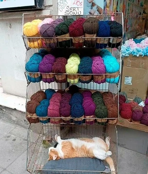 Самые смешные и просто красивые кошки в Турции (20 фото)