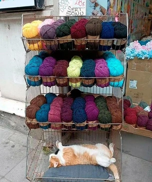 Самые смешные и просто красивые кошки в Турции (20 фото)