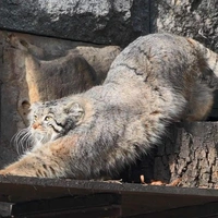 Ему хорошо одному: зоопарк просит не переживать за Тимошу, у которого нет подруги