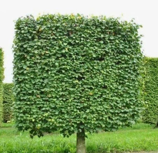 Липы тоже посадят, причем несколько видов | Источник: администрация города Тюмени