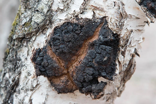 Чага используется в народной медицине | Источник: Татьяна Бульонкова / mycology.su