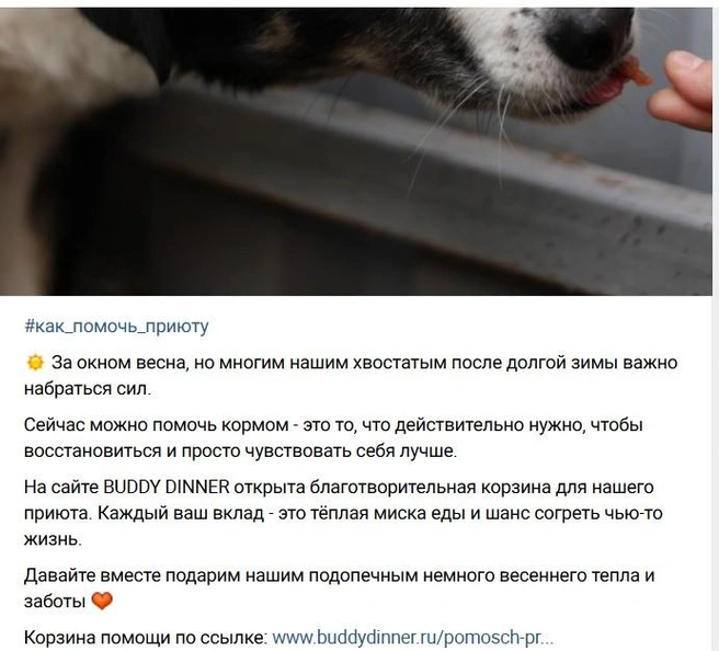 Источник: Воронежский муниципальный приют для животных / Vc.com