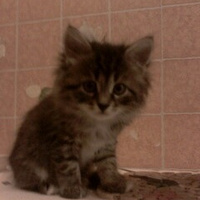 Аватарка Sugar Mommy