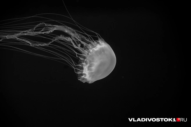 Источник: Елена Буйвол / VLADIVOSTOK1.RU