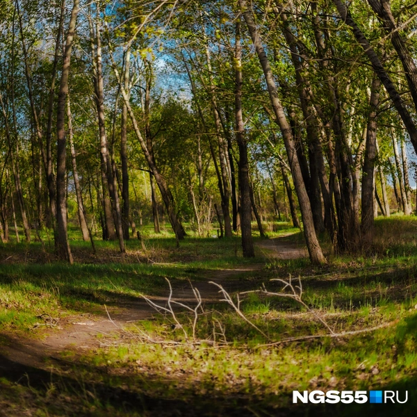 А еще уединеннее — в парке | Источник: Кирилл Башинский / NGS55.RU