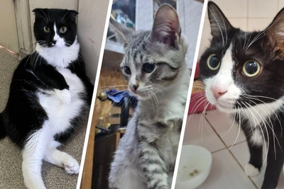 Abandoned Tyumen cats find new homes
