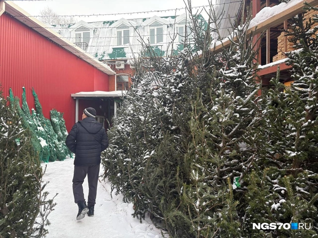 Премиальные ели тут продают за 12 тысяч | Источник: Мария Лобанова / NGS70.RU