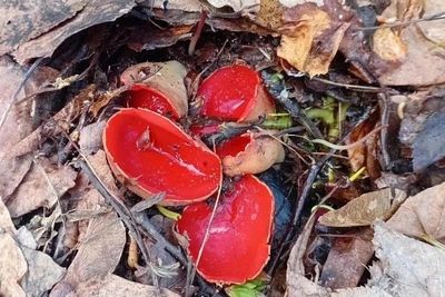 В Башкирии нашли самый ранний гриб сезона