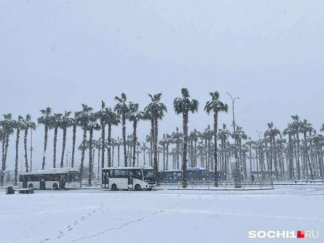 Пальмы припорошило снегом | Источник: Анна Грицевич / SOCHI1.RU