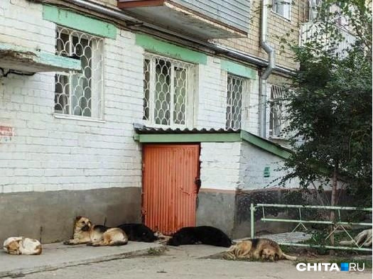 Собаки живут рядом с домом | Источник: очевидец