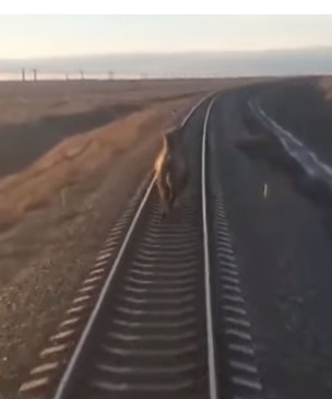 В Астраханской области поезд опоздал на 44 минуты из-за бежавшего по рельсам верблюда (видео)