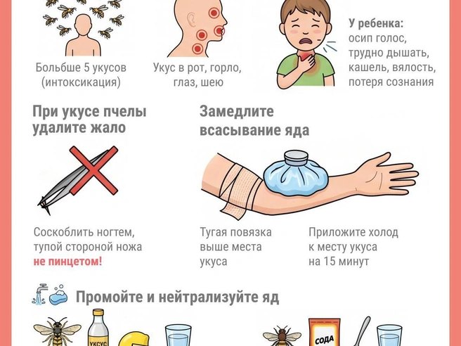Особенно опасны укусы в глаз, рот или горло — отек может быстро перекрыть дыхательные пути | Источник: Юрий Орлов / Городские медиа
