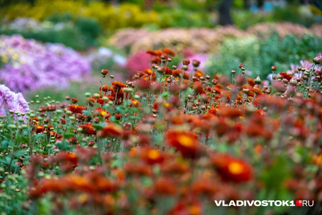 Источник: Елена Буйвол / VLADIVOSTOK1.RU