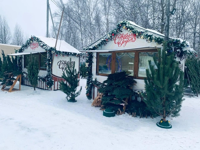 Дерево уже можно покупать. Оно прекрасно достоит до праздника и будет радовать все каникулы | Источник: администрация Нижневартовска