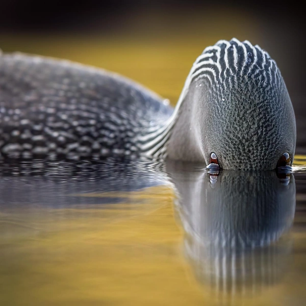 Источник: Ari Heino / Vuoden Luontokuva 2025