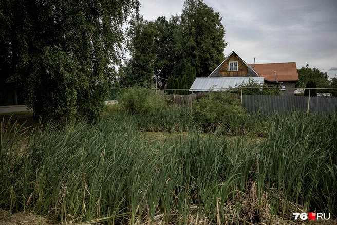 Небольшой пруд, поросший камышом и травой | Источник: Александр Куренной / 76.RU