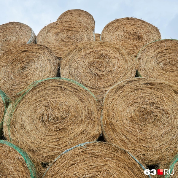 Источник: Роман Данилкин / 63.RU